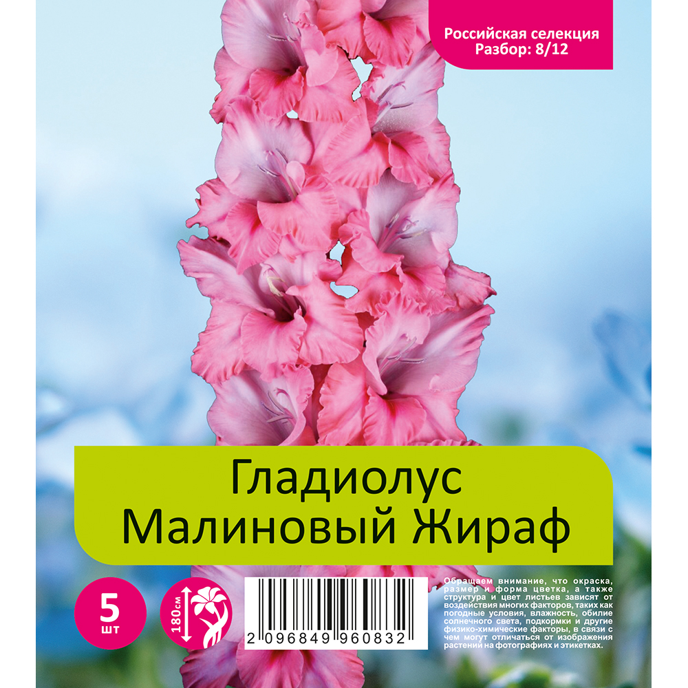 Гладиолус Малиновый Жираф 5шт  (разбор 8/12)