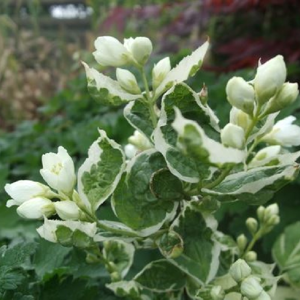 Чубушник венечный Вариегатус С5 1шт/Philadelphus coronarius Variegatus