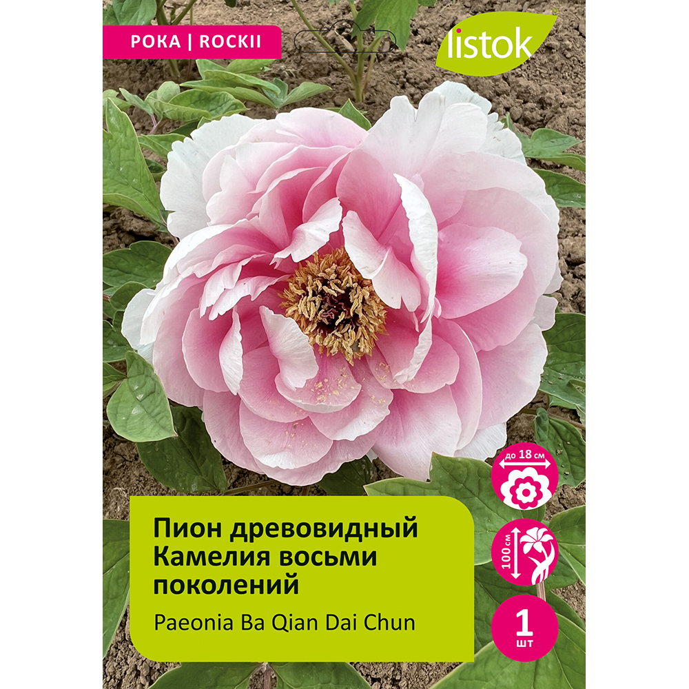 Пион древовидный Камелия восьми поколений 1шт/Paeonia Ba Qian Dai Chun (Ба Цянь Дай Чунь)