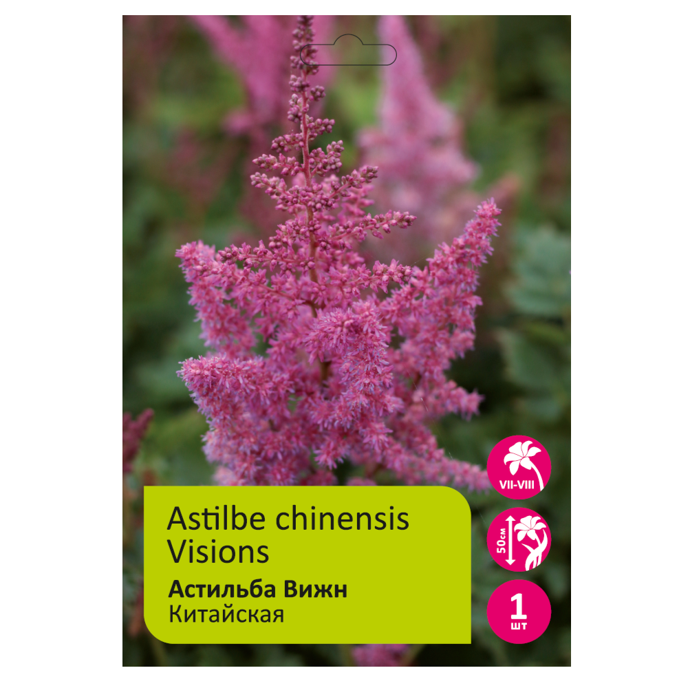 Астильба Вижн китайская 1шт  2/3 /Astilbe Visions