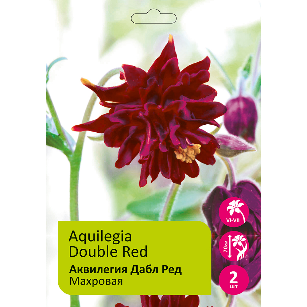 Аквилегия Дабл Ред махровая 2шт /Aquilegia red