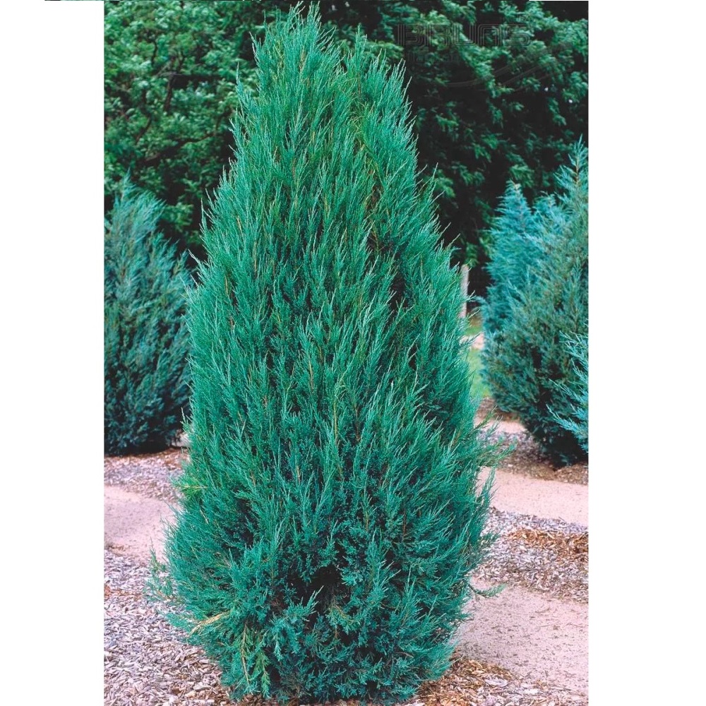 Можжевельник скальный Блу Арроу С30 (h 160-180) 1шт / Juniperus scopulorum Blue Arrow