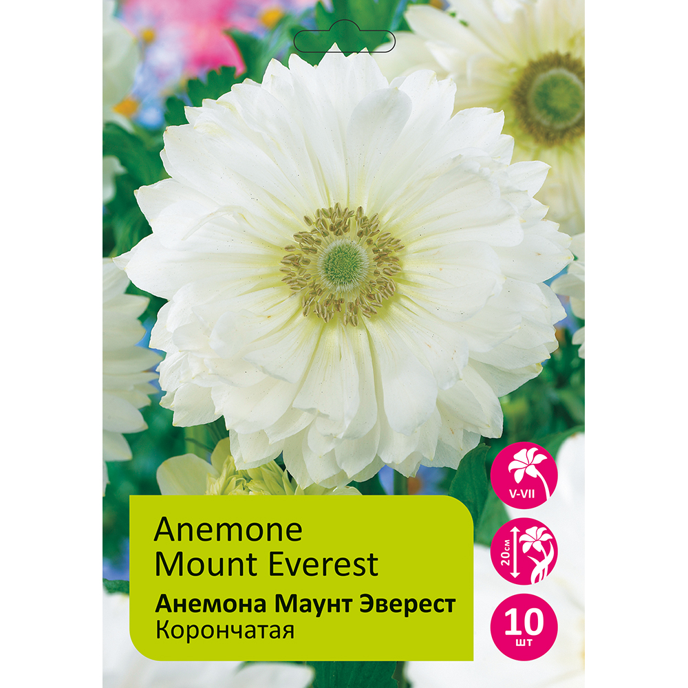 Анемона Ст.Бриджит Маунт Эверест 10шт 6/7 /Anemone St. Brigid Mount Everest 