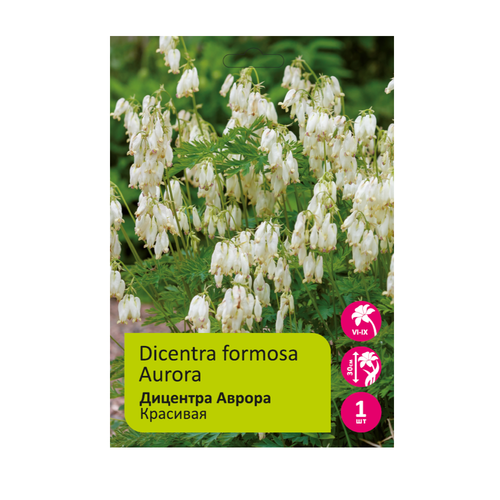 Дицентра Аврора красивая 1шт 2/3 /Dicentra Formosa Aurora