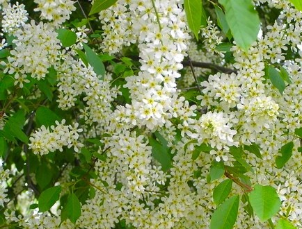 Леукотое фонтанезиана Макияж 1шт С2 / Leucothoe fontanesiana Makijaż