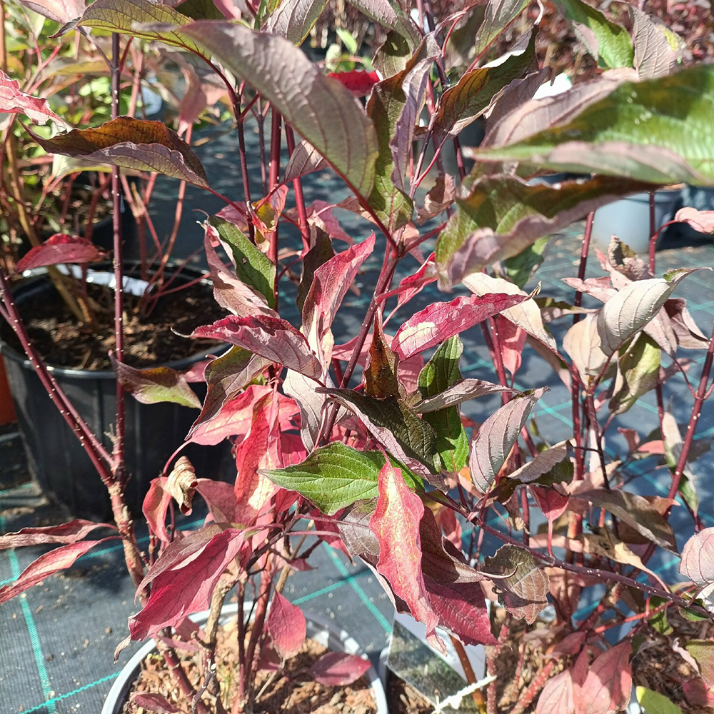 Дерен белый Кессельринги С3 1шт/Cornus alba Kesselringii