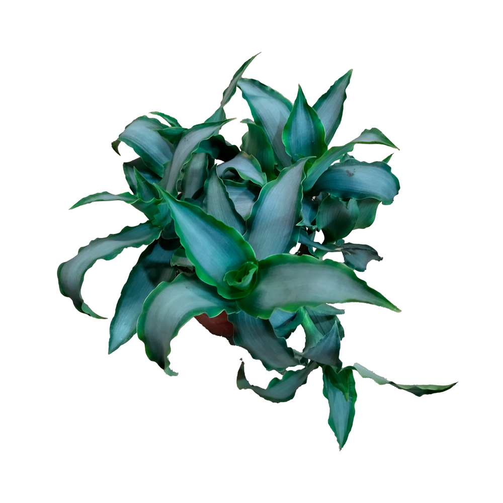 Мурданния в горшке диаметром 12см/ 1