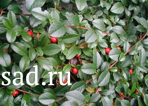 Можжевельник горизонтальный Андора Компакта Р9 1шт/Juniperus Andora Compacta