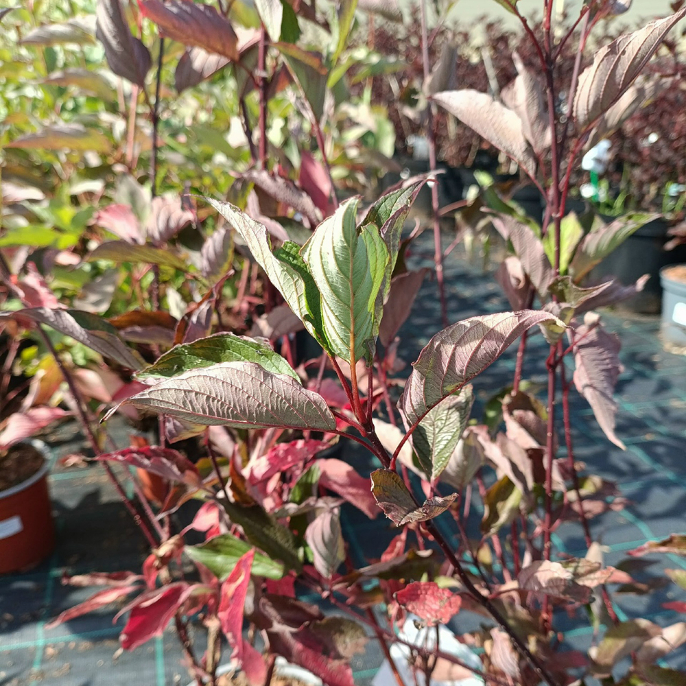 Дерен белый Кессельринги С3 1шт/Cornus alba Kesselringii