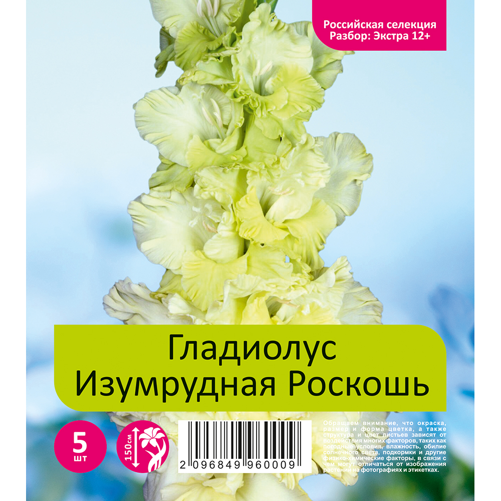 Гладиолус Изумрудная Роскошь 5шт (разбор экстра  12+)