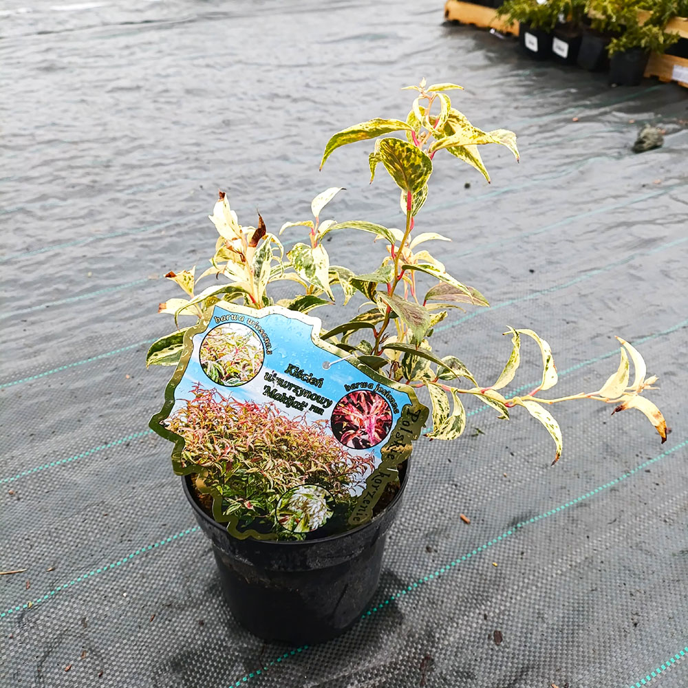 Леукотое фонтанезиана Макияж 1шт С2 / Leucothoe fontanesiana Makijaż