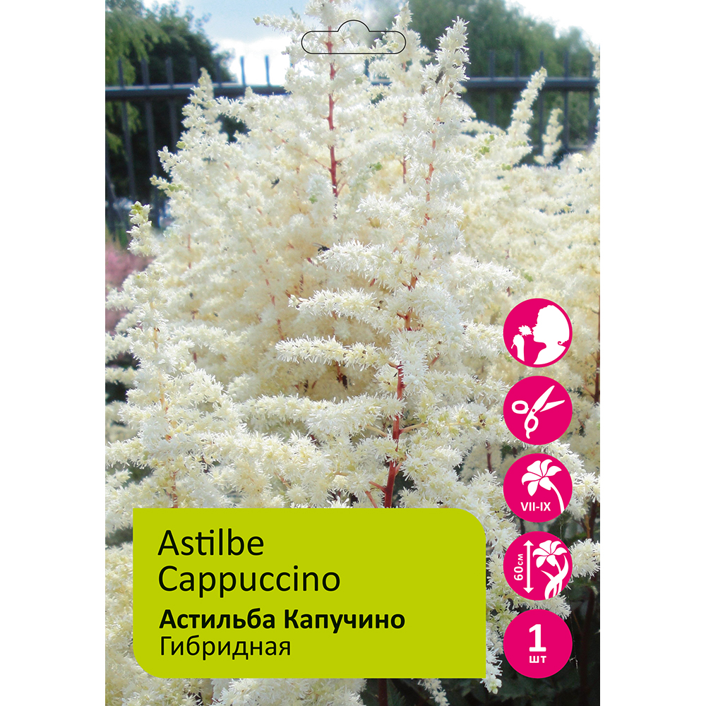 Астильба Капучино 1шт 2/3 /Astilbe Cappuccino