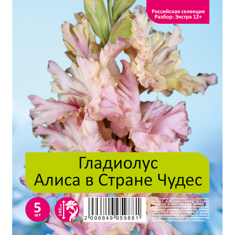Гладиолус Алиса в Стране Чудес 5шт. (разбор экстра  12+)