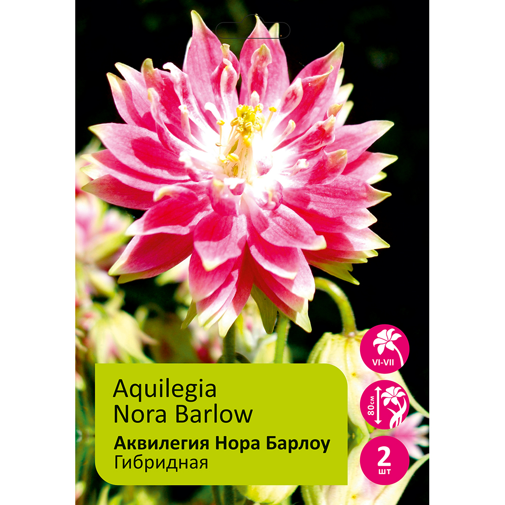 Аквилегия Нора Барлоу 2шт/Aquilegia Nora Barlow