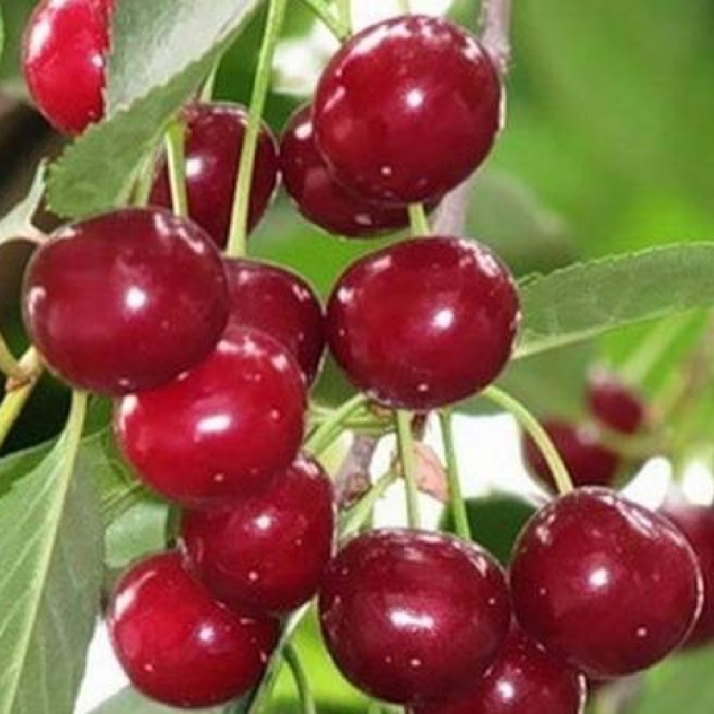 Вишня Галимовка С2-3л 1шт (2х лет саженец)