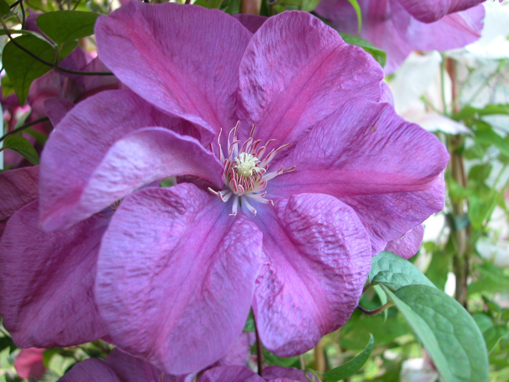 Клематис Рахварин 1шт  гр.обрезки 2/Clematis Rahvarinne