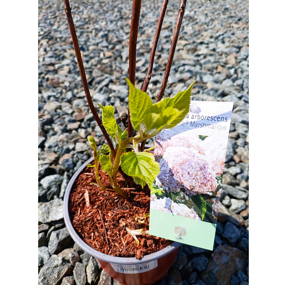 Гортензия древовидная Кандибель Маршмеллоу С3 1шт/Hydrangea Candybelle Marshmall