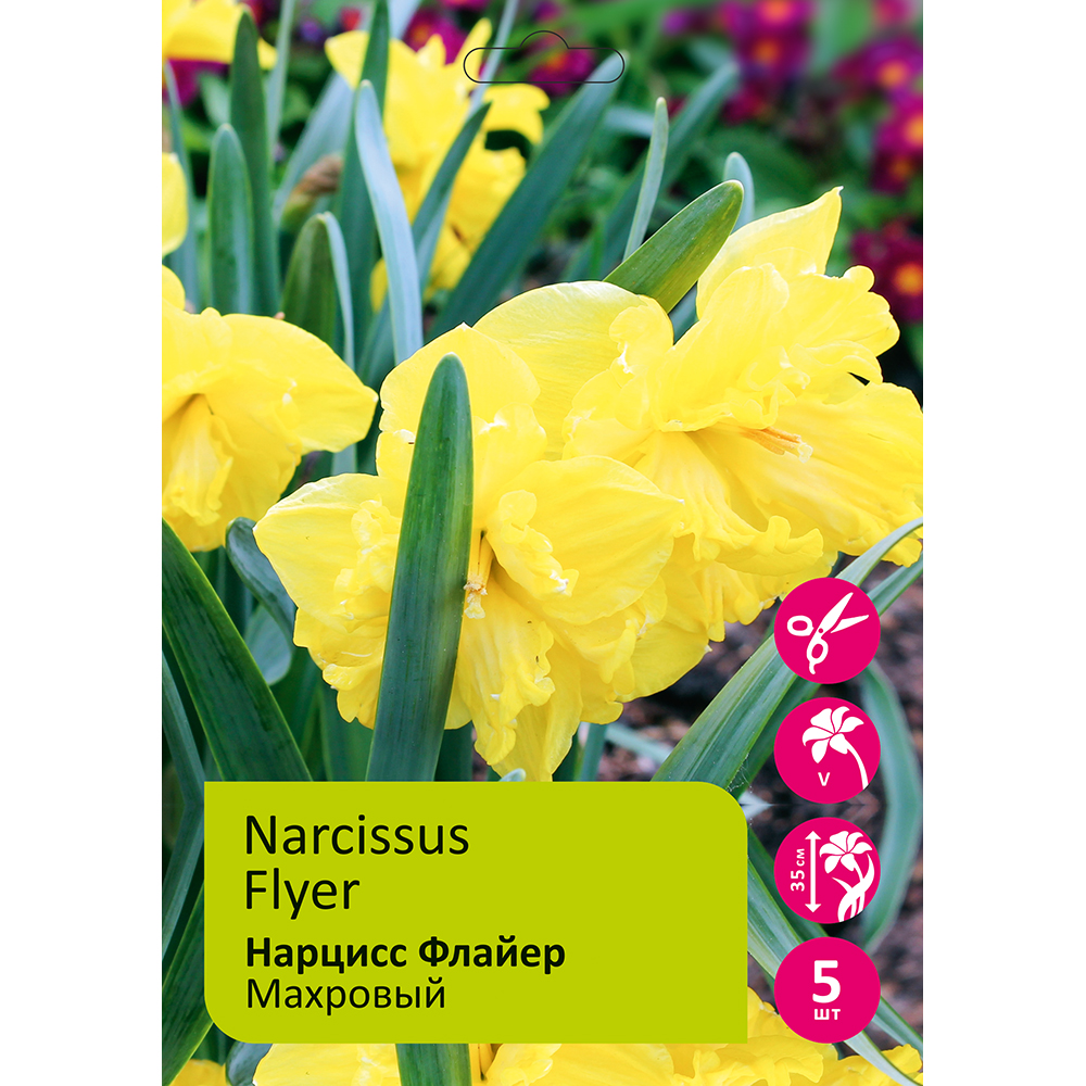 Нарциссы Флайер махровый 5шт 12/14 /Narcissus Flyer