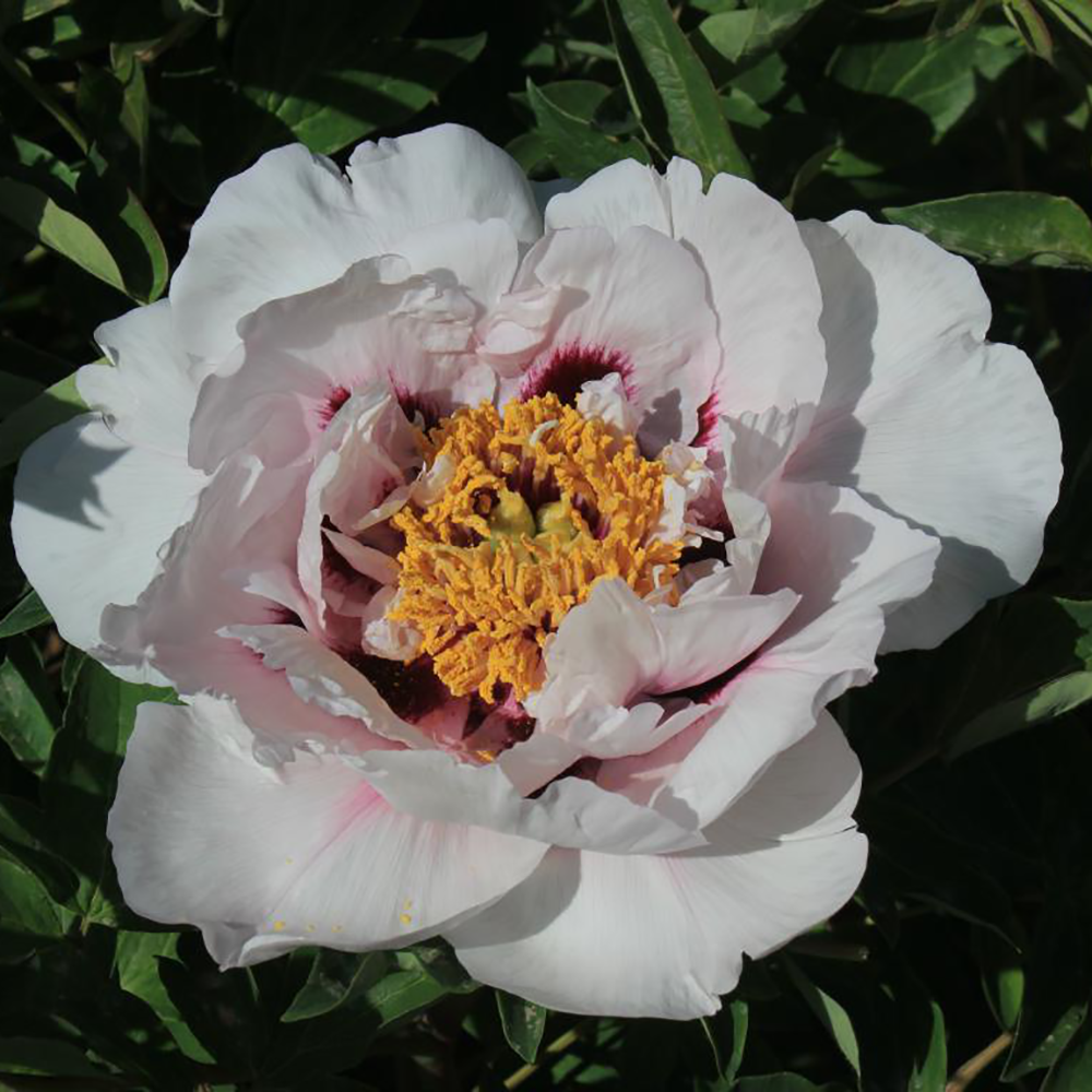 Пион древовидный Жемчужный нефрит 1шт/Paeonia Jing Yu Xiu (Цзин Юй Сю)