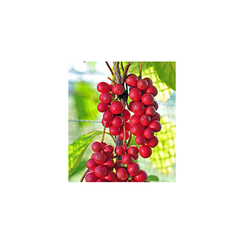 Лимонник китайский С2 1шт/Schisandra chinensis