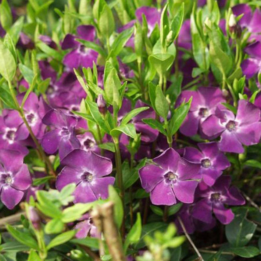 Барвинок малый Атропурпуреа Р9 1шт/Vinca minor Atropurpurea