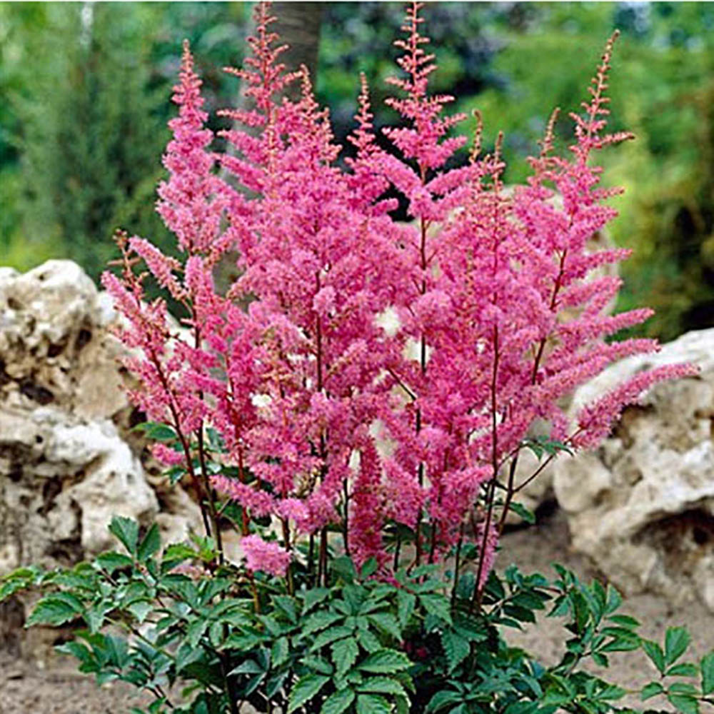 Астильба Арендса Аметист Р9 1шт/Astilbe arendsii Amethyst