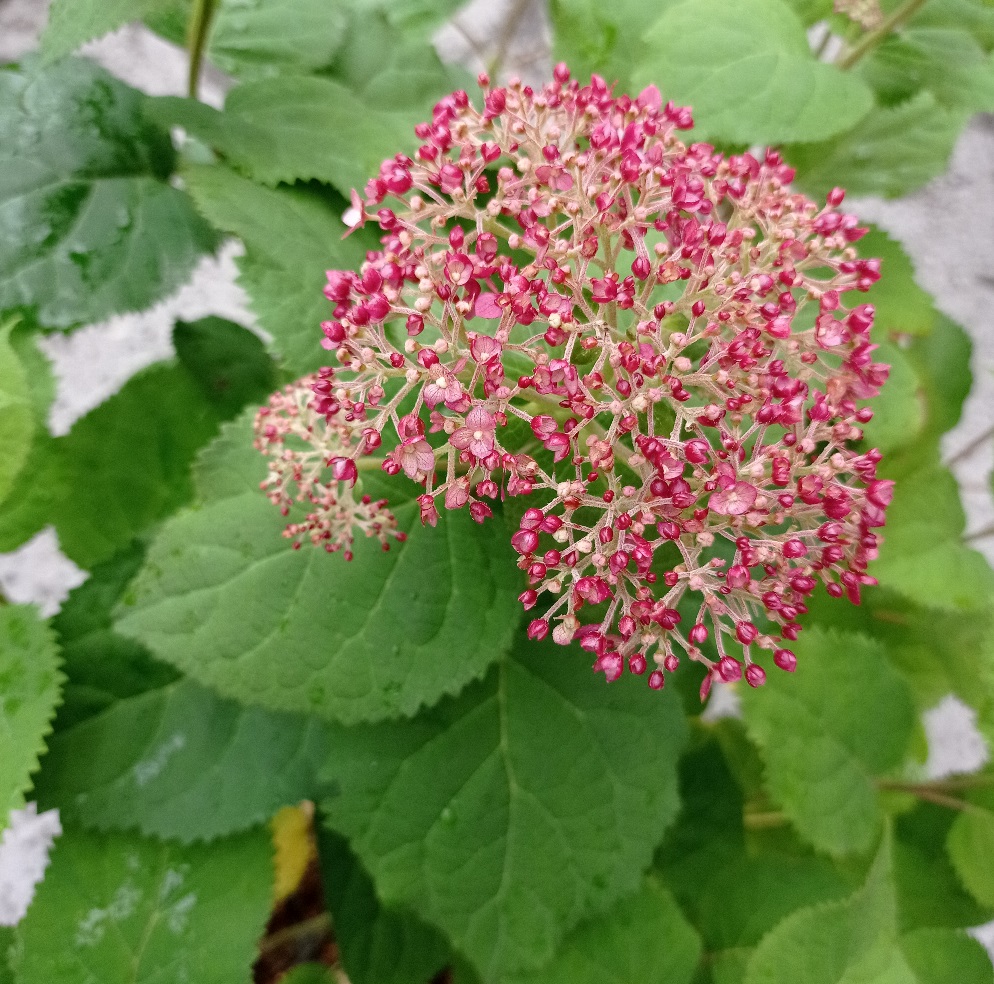 Гортензия древовидная Свит Анабель С5 H40-60 1шт/Hydrangea arborescens SWEET ANNABELLE