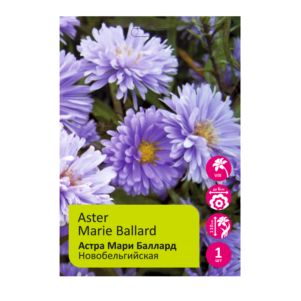 Астра Мари Баллард новобельгийская 1шт/Aster Marie Ballard
