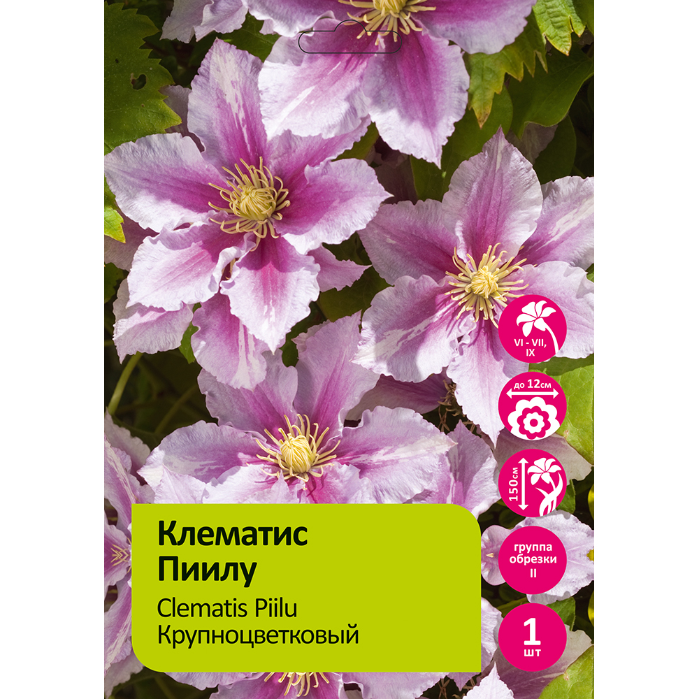 Клематис Пиилу 1шт гр.обрезки 2 /Clematis Piilu