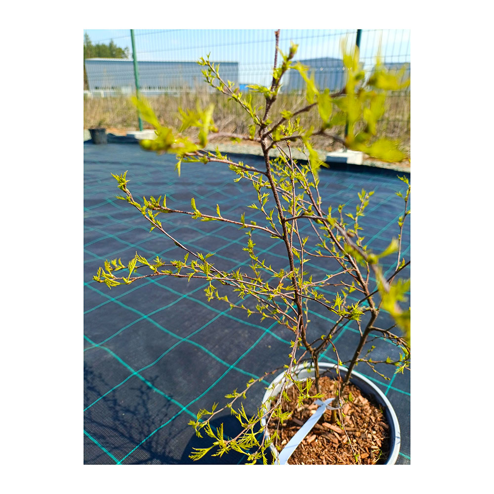 Береза повислая Караса С3 1шт/Betula pendula Karaca