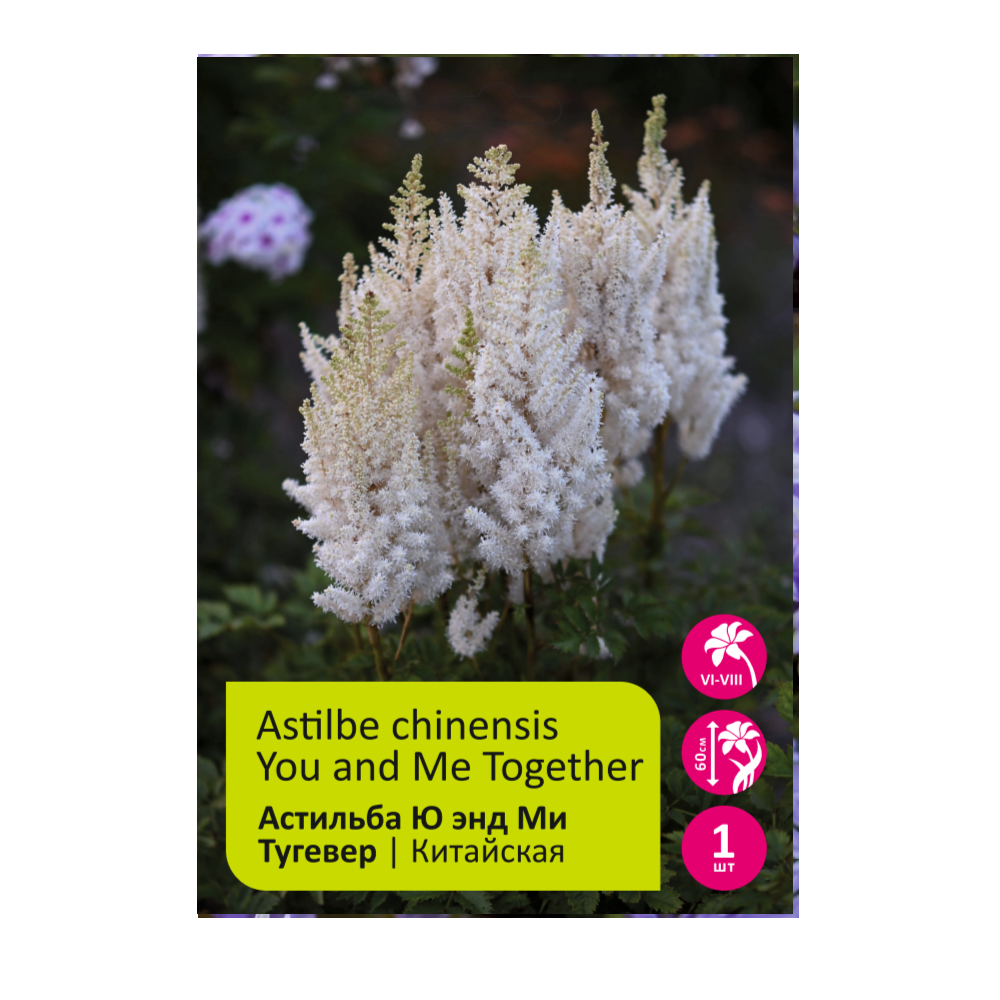 Астильба Ю энд Ми Тугевер 1шт 2/3 /Astilbe chinensis You and Me Together
