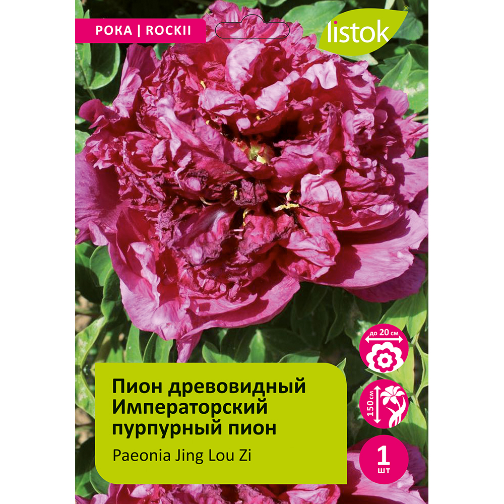 Пион древовидный Императорский пурпурный пион 1шт /Paeonia Jing Lou Zi (Цзин Лу Зи)