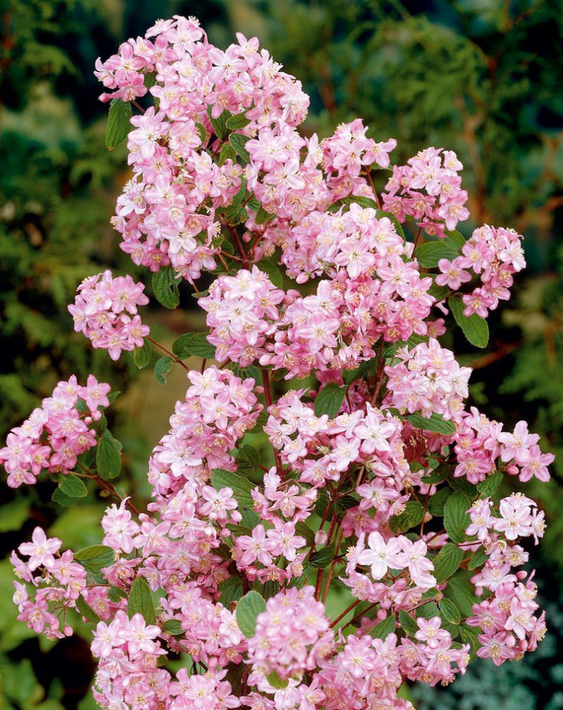 Дейция гибридная Монт Роуз С5 1шт/Deutzia hybrida  Mont Rose