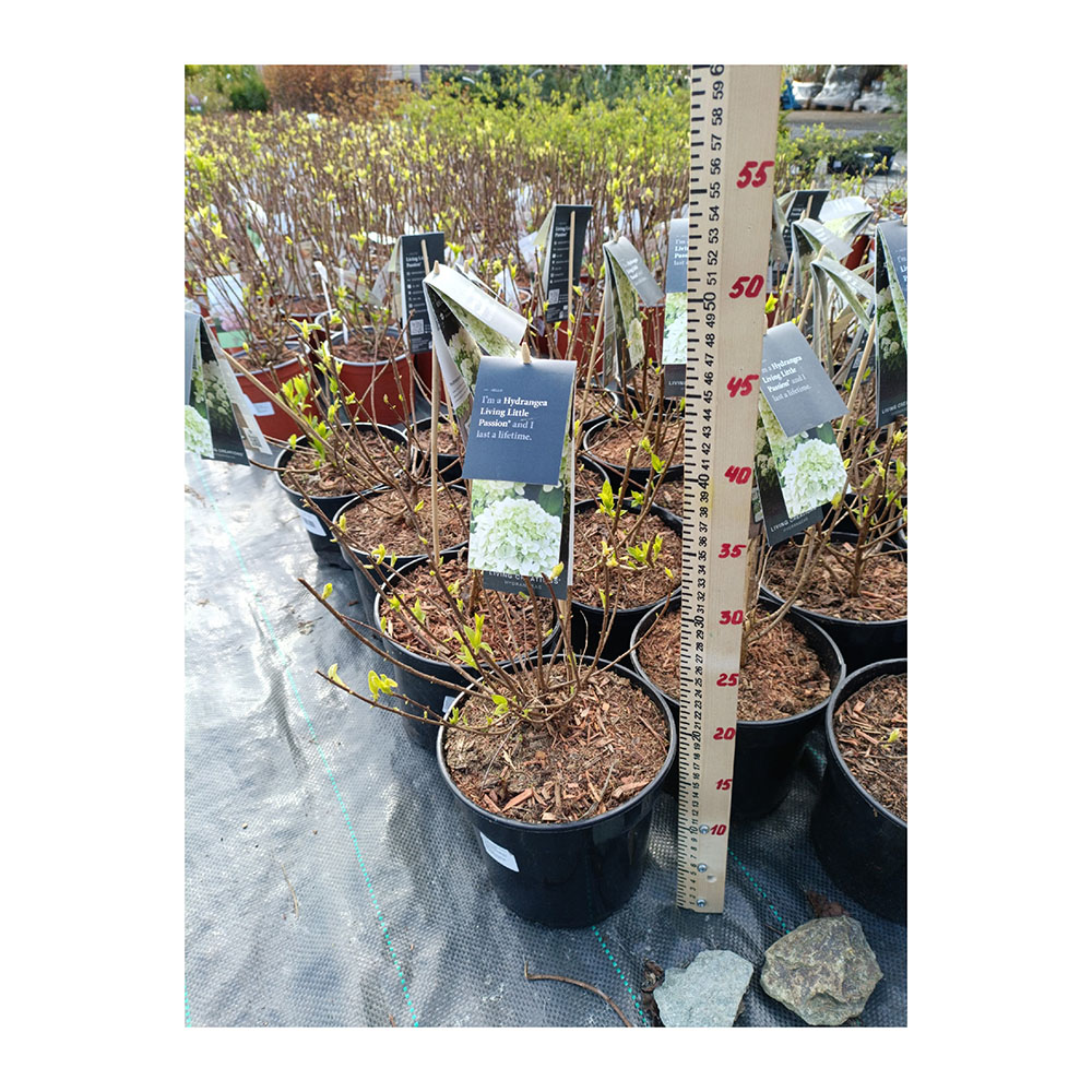 Гортензия метельчатая Ливинг Литл Пэшин С3 1шт/ Hydrangea paniculata LIVING LITTLE PASSION