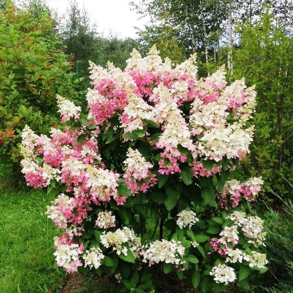Гортензия метельчатая Конфетти С3 1шт/Hydrangea paniculata CONFETTI 