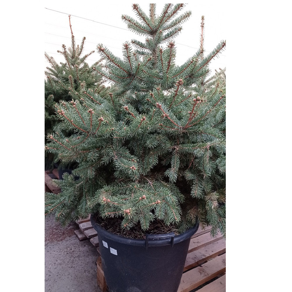 Ель колючая С5 (40-60) 1шт/Picea pungens