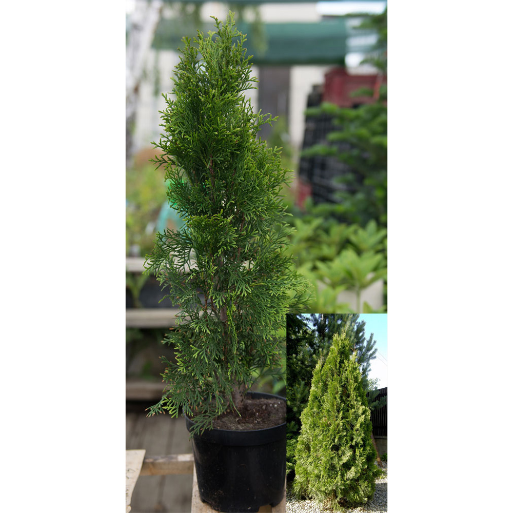 Туя западная Смарагд  С10 120-140 1шт /Thuja occidentalis Smaragd