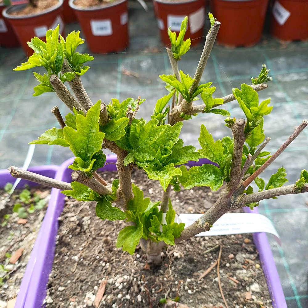 Гибискус сирийский Пурпл Раффлс С5 1шт /Hibiscus syriacus Purple Ruffles