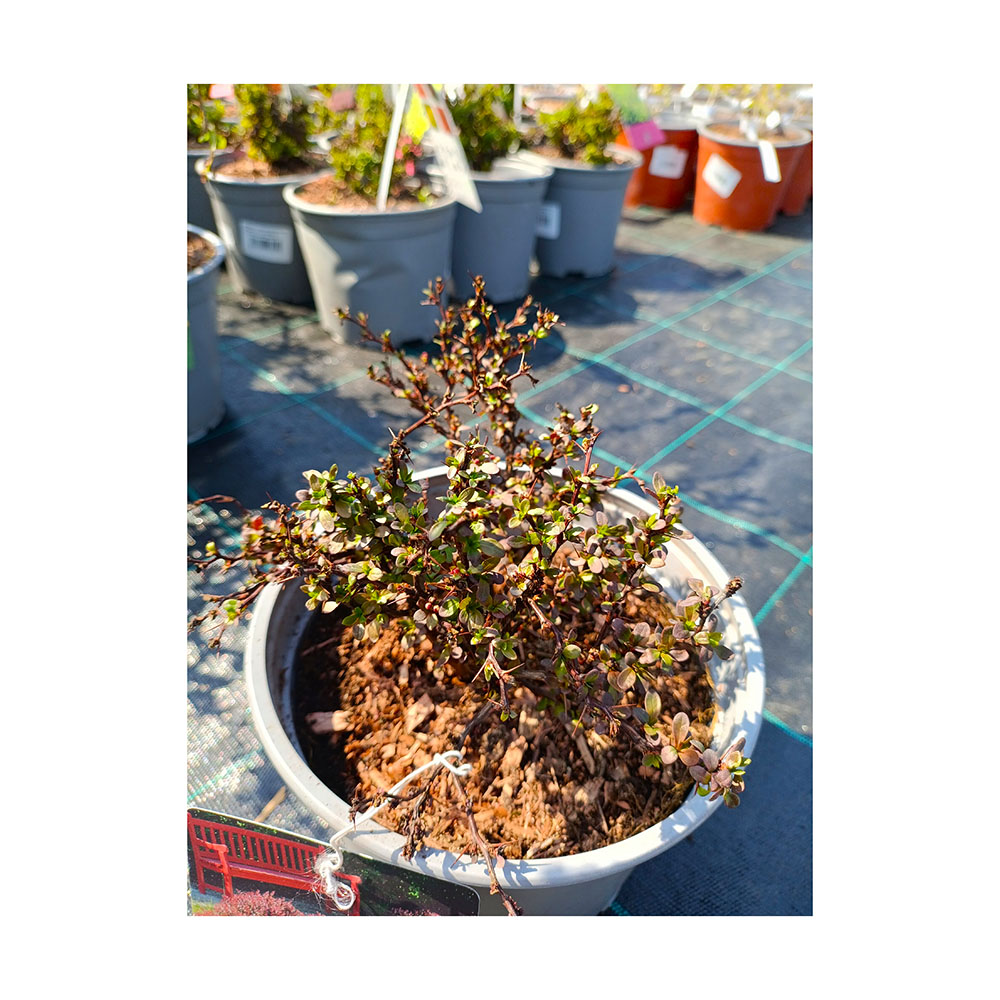 Барбарис тунберга Атропурпуреа Нана С3 1шт/Berberis thunbergii Atropurpurea Nana