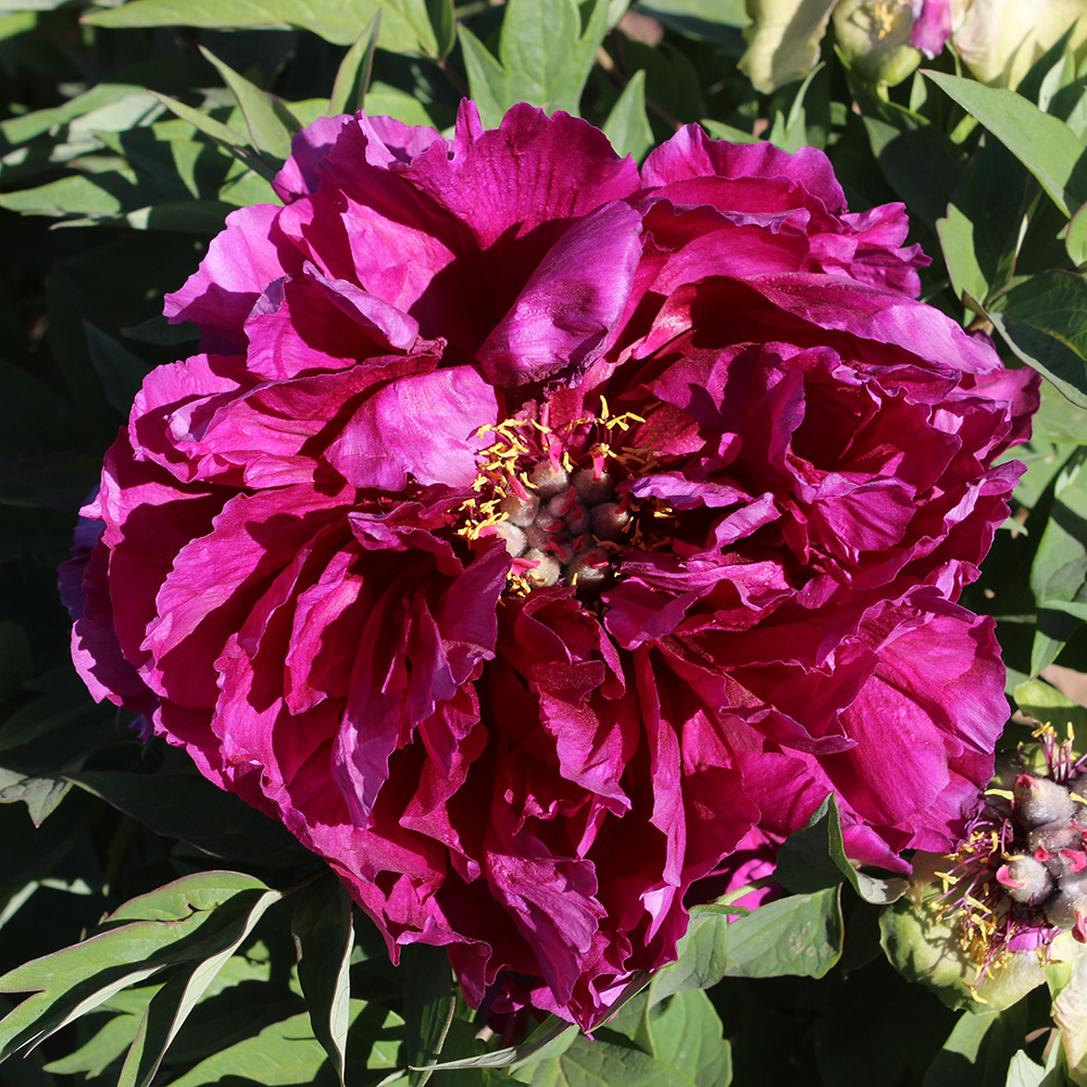 Пион древовидный Величественный путь 1шт/Paeonia Dao da Chen (Дао Да Чен)