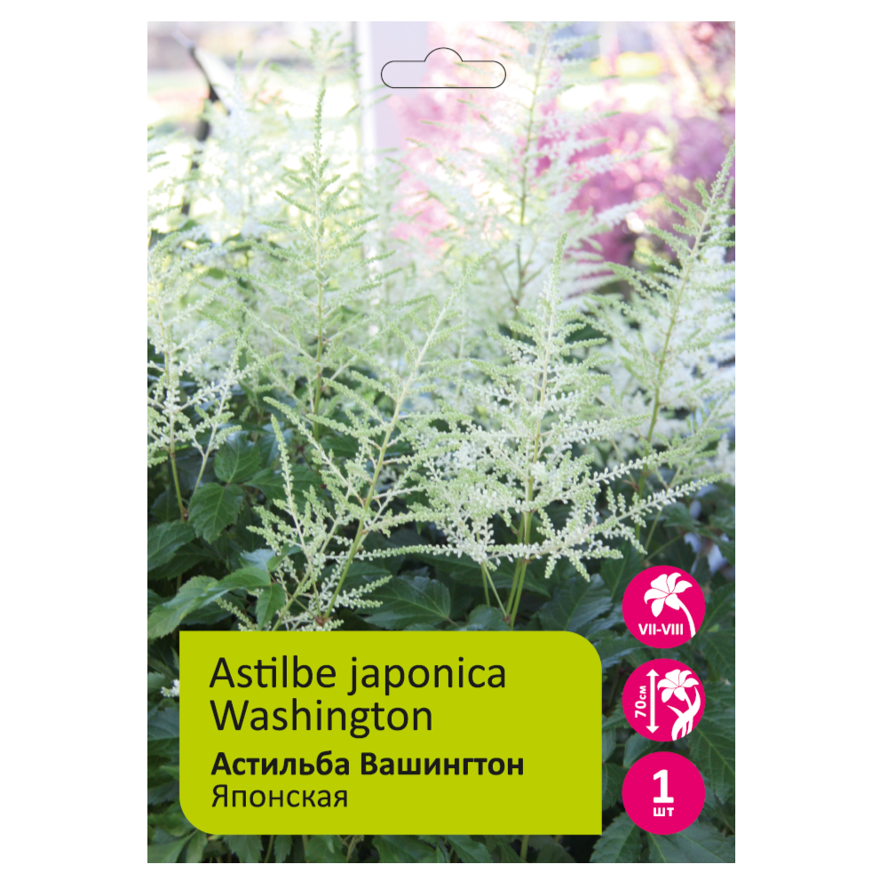 Астильба Вашингтон 1шт 2/3 /Astilbe Washington