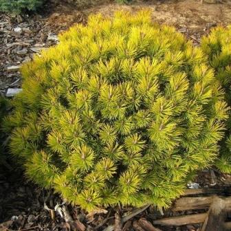 Сосна горная Карстен Винтерголд С10 1шт/Pinus mugo Carstens Wintergold