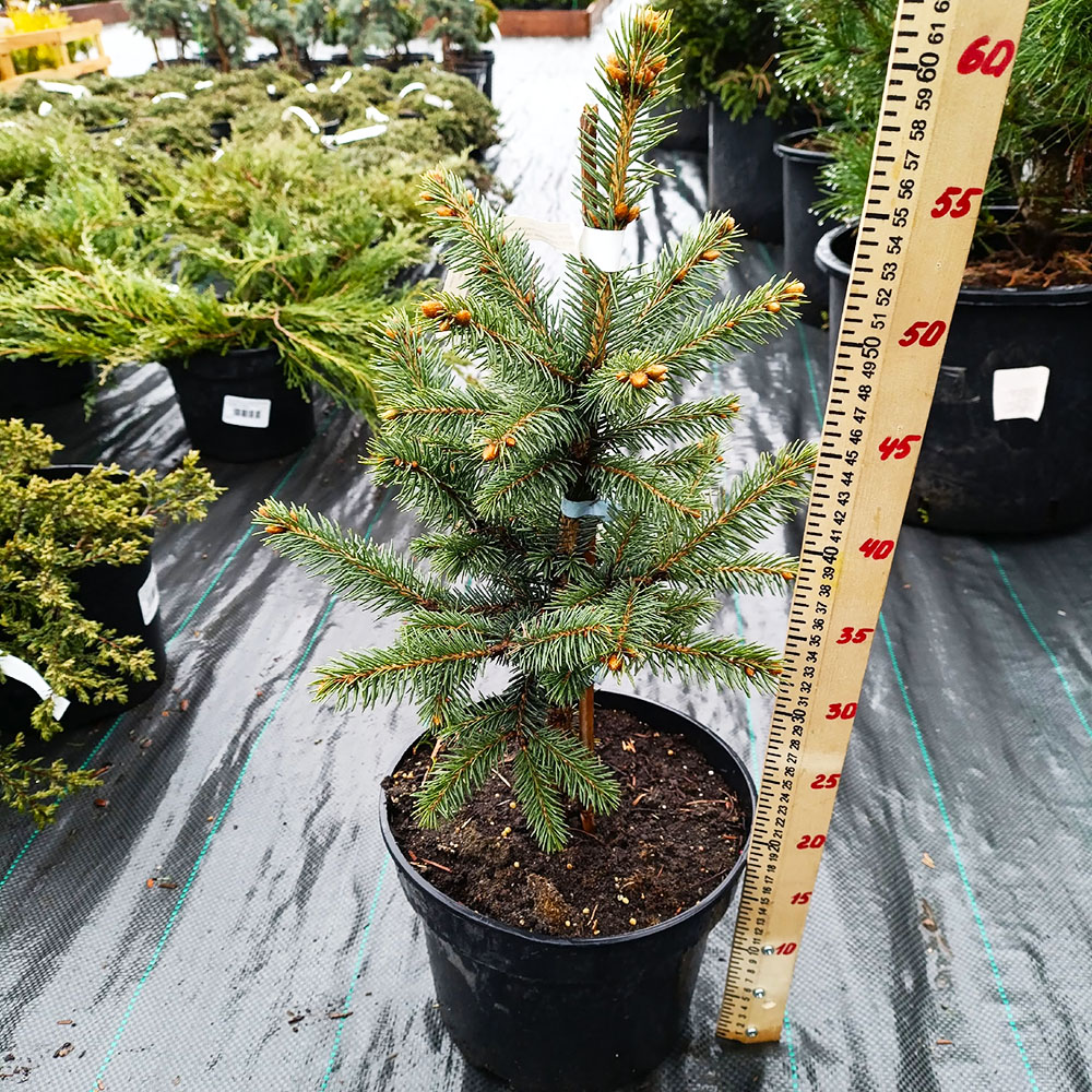 Ель колючая Фат Альберт С5 1шт /Picea pungens Fat Albert
