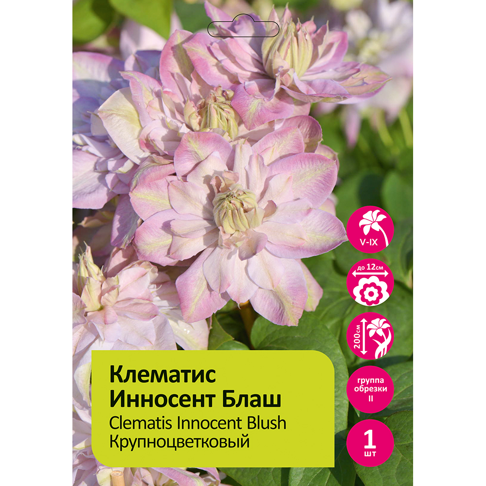 Клематис Инносент Блаш 1шт гр.обрезки 2 / Clematis Innocent Blush