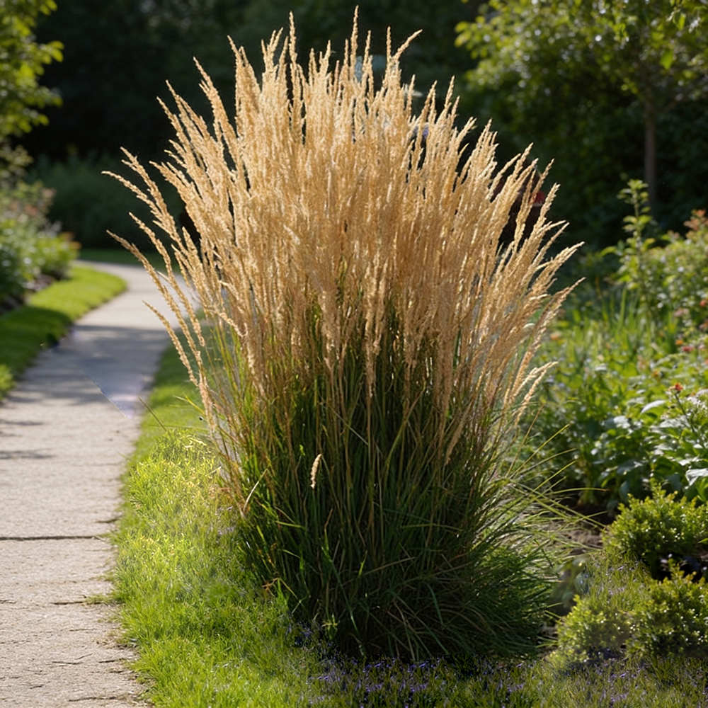 Вейник остроцветковый Карл Фоэстер С2 1шт/Calamagrostis acutiflora Karl Foerster
