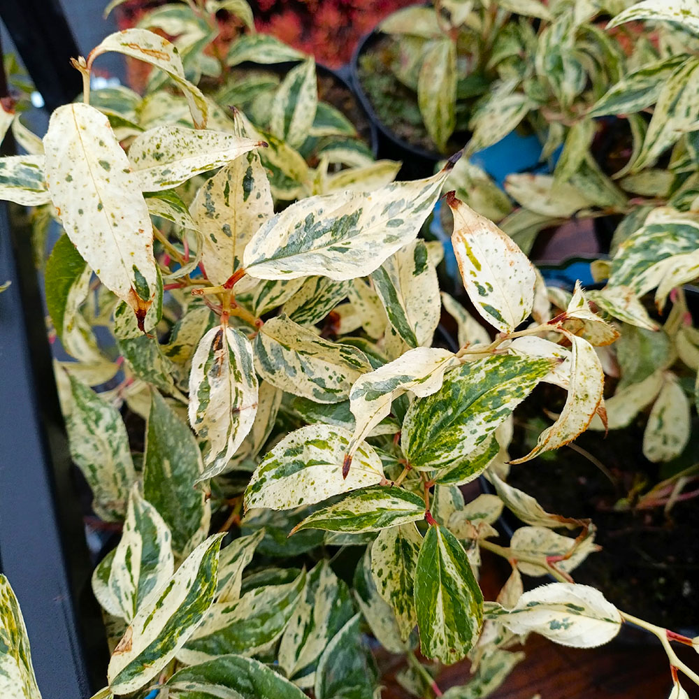 Леукотое фонтанезиана Макияж 1шт С2 / Leucothoe fontanesiana Makijaż