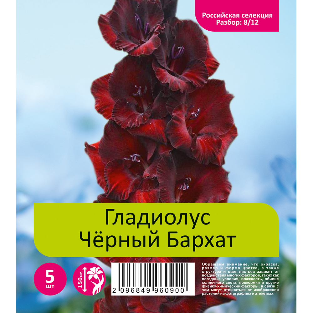 Гладиолус Чёрный Бархат 5шт (разбор 8/12)
