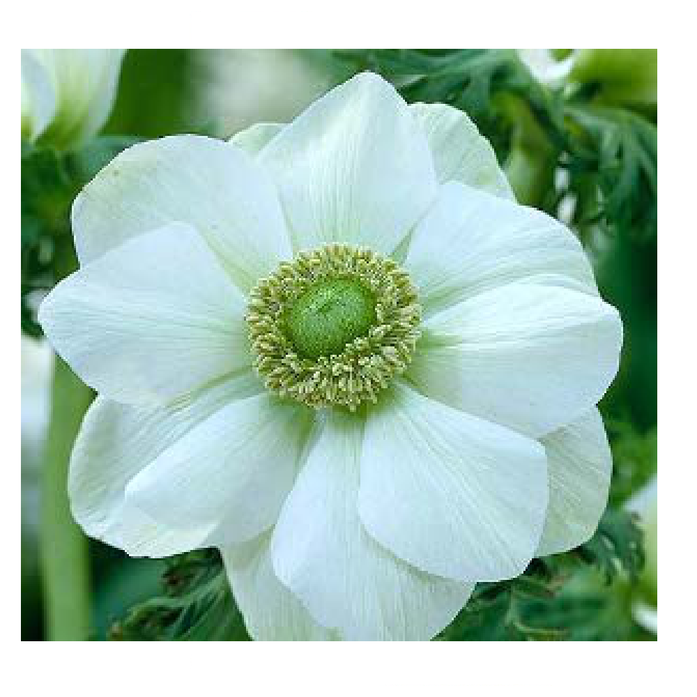 Анемона Де Каен зе Брайд 10шт 5/6/ Anemone De Caen The Bride 