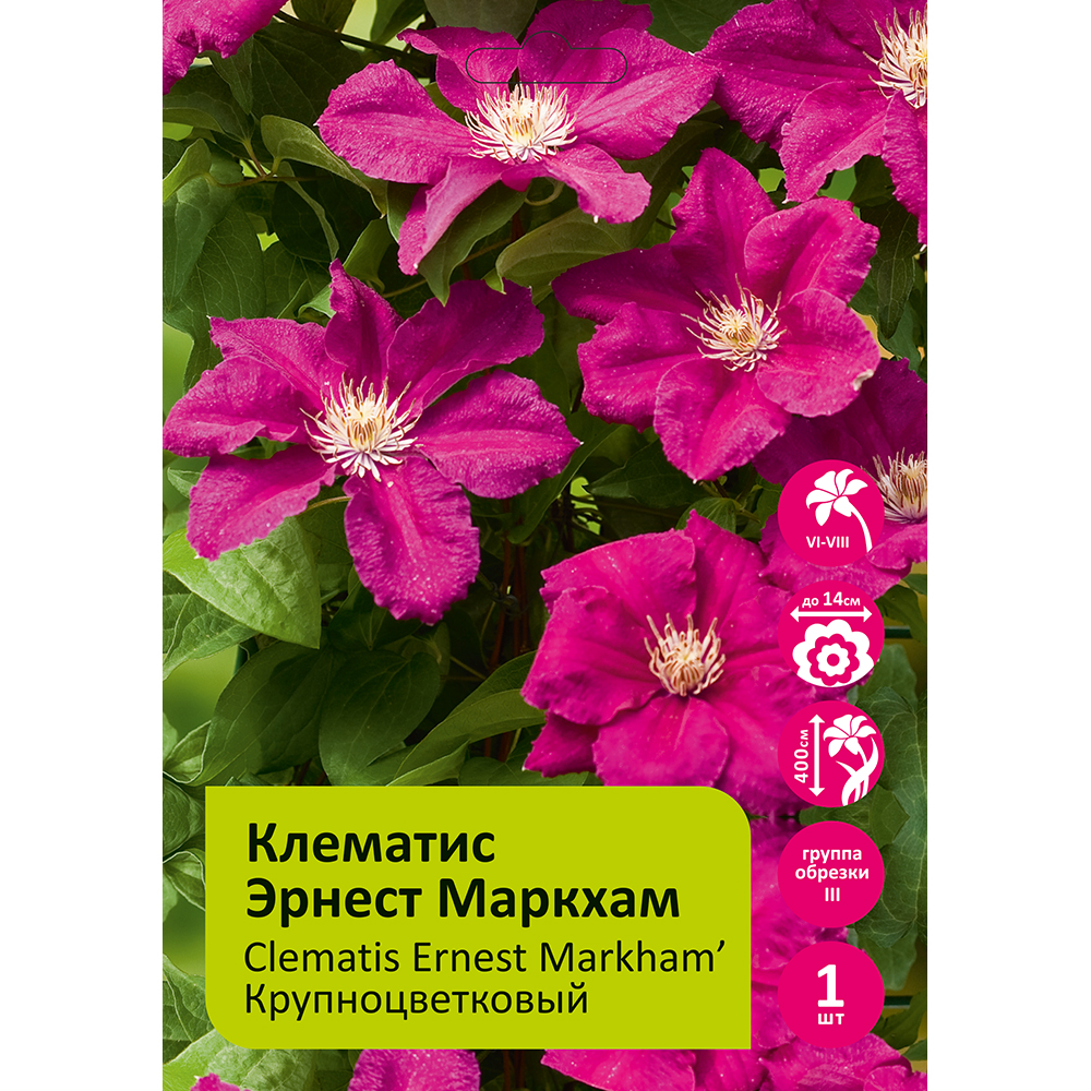 Клематис Эрнест Маркхам 1шт гр. обрезки 3 / Clematis Ernest Markham