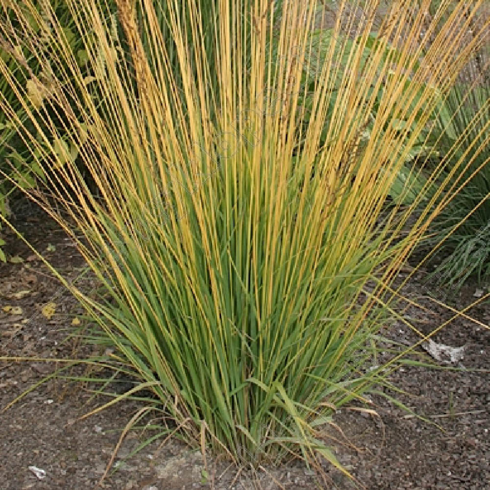 Молиния голубая Морхекс С5  1шт/Molinia caerulea Moorhexe